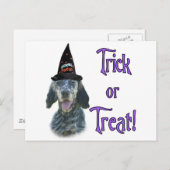 English Setter Trick Postkarte (Vorne/Hinten)