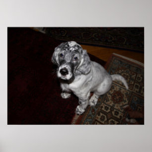 English Setter Welpe Poster