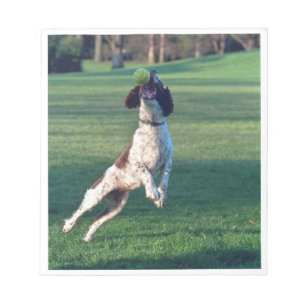 english springer fängt Ball.png Notizblock
