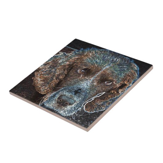 English Springer Fliese (Seite)