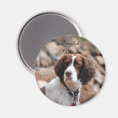 English Springer Magnet (Vorderseite/Rückseite)
