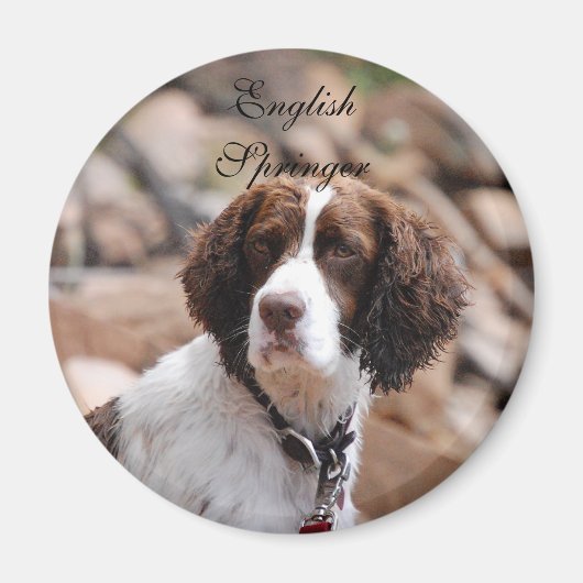 English Springer Magnet (Vorne)