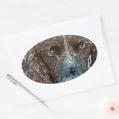 English Springer Ovaler Aufkleber (Umschlag)