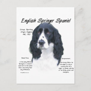 English Springer Spanel (blk) History Design Postkarte
