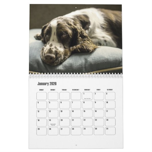 English Springer Spanel Calendar Kalender (Jan 2026)