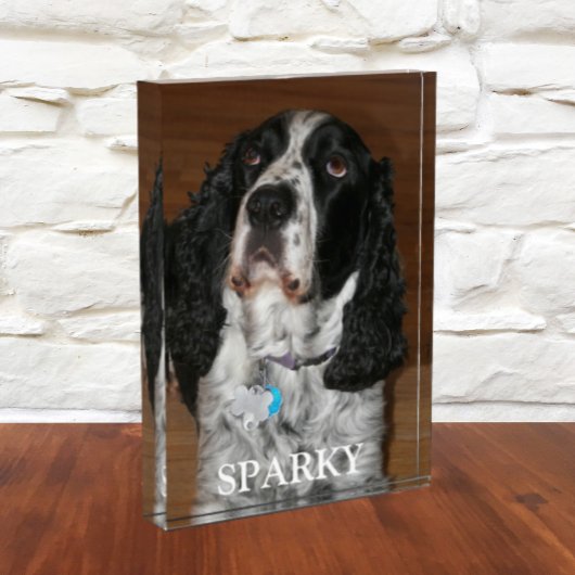 English Springer Spanel Dog Portrait Fotoblock