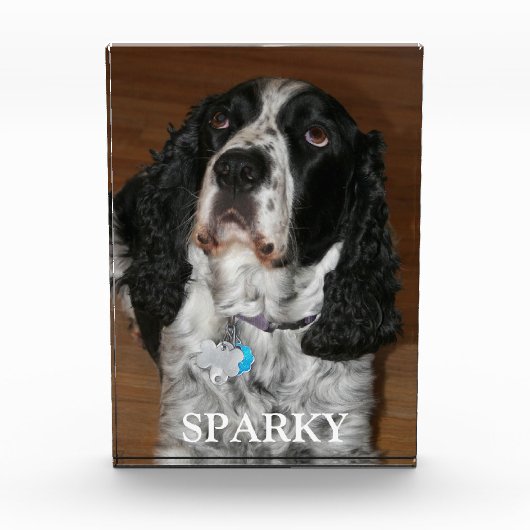 English Springer Spanel Dog Portrait Fotoblock (Vorderseite)