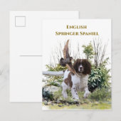English Springer Spanel Einladungspostkarte (Vorne/Hinten)