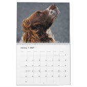 English Springer Spanel Kalender (Jan 2027)