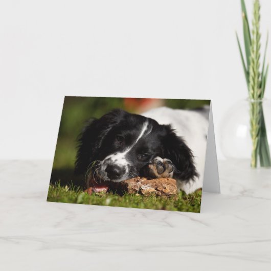English Springer Spanel Karte (Vorderseite)
