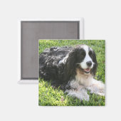English Springer Spanel Magnet (Vorderseite/Rückseite)