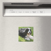 English Springer Spanel Magnet (In Situ (Geschirrspüler))