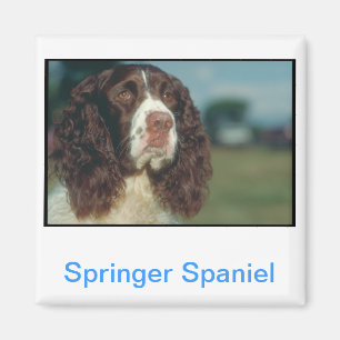 English Springer Spanel Magnet
