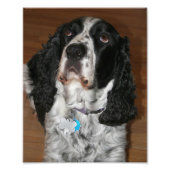 English Springer Spanel Pet Dog Fotodruck (Vorne)