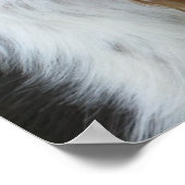 English Springer Spanel Poster (Ecke)