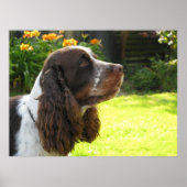 English Springer Spanel Poster (Vorne)
