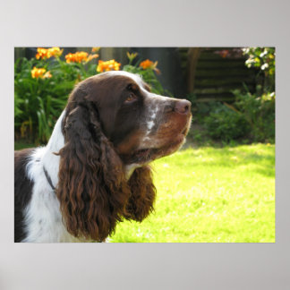 English Springer Spanel Poster