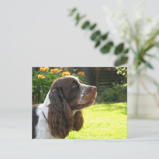 English Springer Spanel Postkarte (Stehend Vorderseite)