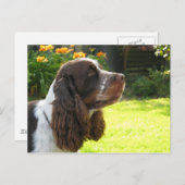 English Springer Spanel Postkarte (Vorne/Hinten)
