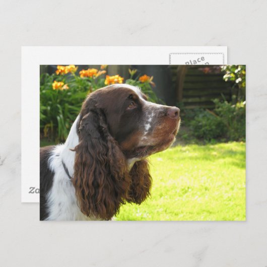 English Springer Spanel Postkarte (Vorne/Hinten)