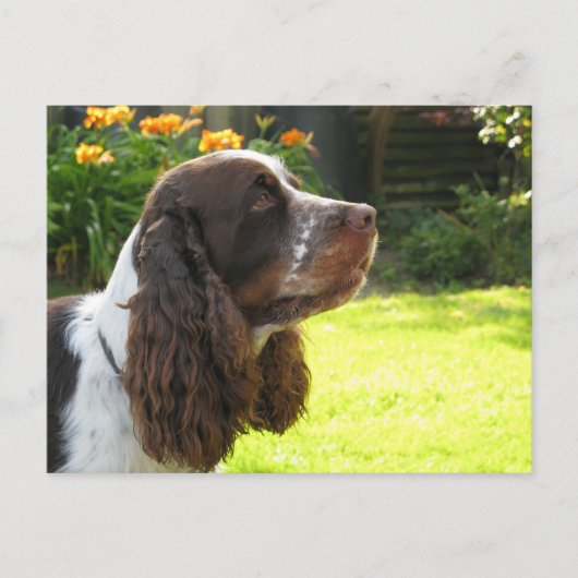 English Springer Spanel Postkarte (Vorderseite)