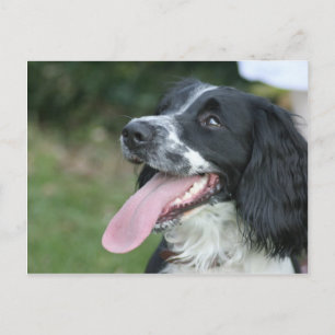 English Springer Spanel Postkarte