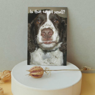 English Springer Spaniel Dog Funny Birthday Karte