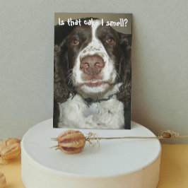 English Springer Spaniel Dog Funny Birthday Karte