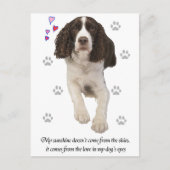 English Springer Spaniel Dog Postkarte (Vorderseite)