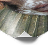 ENGLISH SPRINGER SPANIEL FOTODRUCK (Ecke)