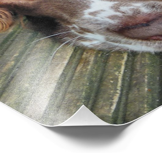 ENGLISH SPRINGER SPANIEL FOTODRUCK (Ecke)