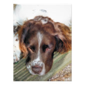 ENGLISH SPRINGER SPANIEL FOTODRUCK (Vorne)