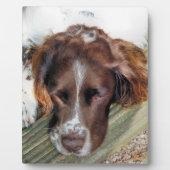 ENGLISH SPRINGER SPANIEL FOTOPLATTE (Vorderseite)