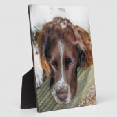 ENGLISH SPRINGER SPANIEL FOTOPLATTE (Seite)