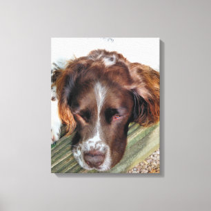 ENGLISH SPRINGER SPANIEL LEINWANDDRUCK