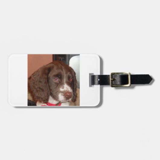 English_Springer_Spaniel lw Welpe Gepäckanhänger (Vorderseite horizontal)
