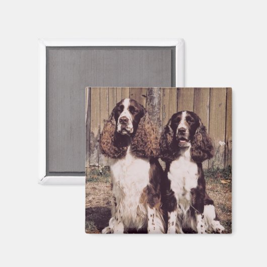 English Springer Spaniel Magnet (Vorderseite/Rückseite)