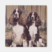 English Springer Spaniel Magnet (Vorne)