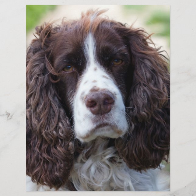 english springer spaniel.png (Vorderseite)