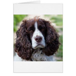 english springer spaniel.png