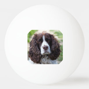 english springer spaniel.png tischtennisball