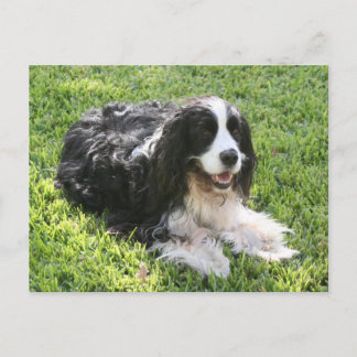 English Springer Spaniel — Postcard Postkarte