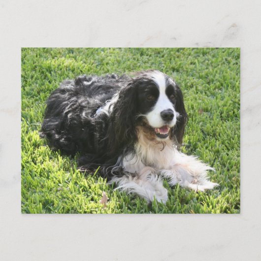 English Springer Spaniel — Postcard Postkarte (Vorderseite)