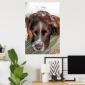 ENGLISH SPRINGER SPANIEL POSTER (Heimbüro)