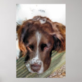 ENGLISH SPRINGER SPANIEL POSTER (Vorne)