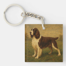 English Springer Spaniel