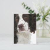 English Springer Spanisch - Field Bred Postkarte (Stehend Vorderseite)