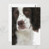 English Springer Spanisch - Field Bred Postkarte (Vorne/Hinten)