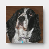 English Springer Spanisch Pet Foto Square Fotoplatte (Vorderseite)