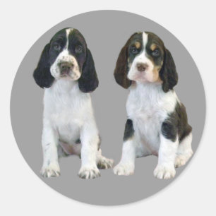 English Springer Spanisch Puppies Sticker